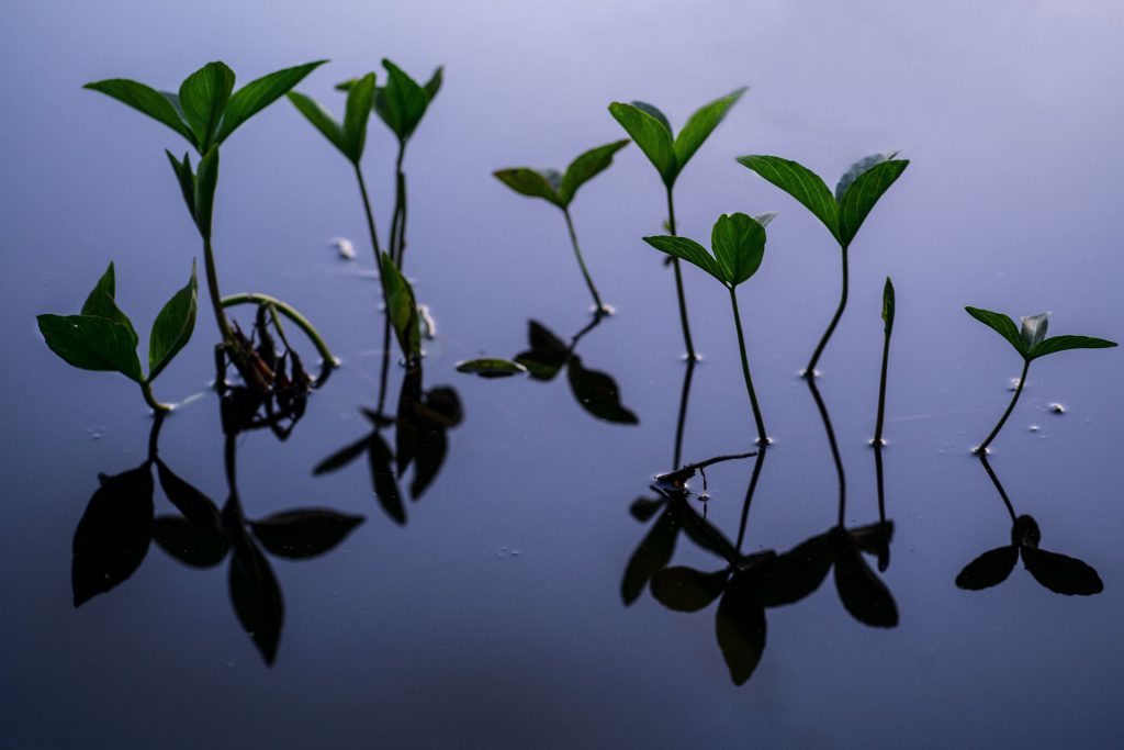 plants in the water